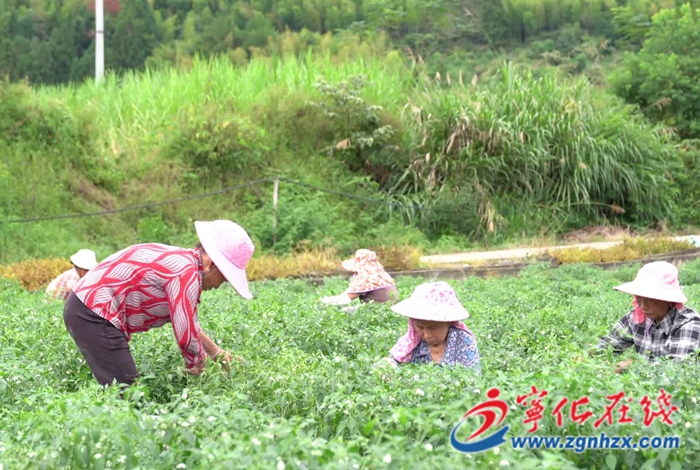 水茜鎮(zhèn)：高山蔬菜迎豐收