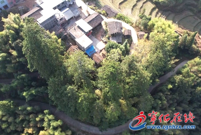 寧化石寮村：400年杉木王群引客來