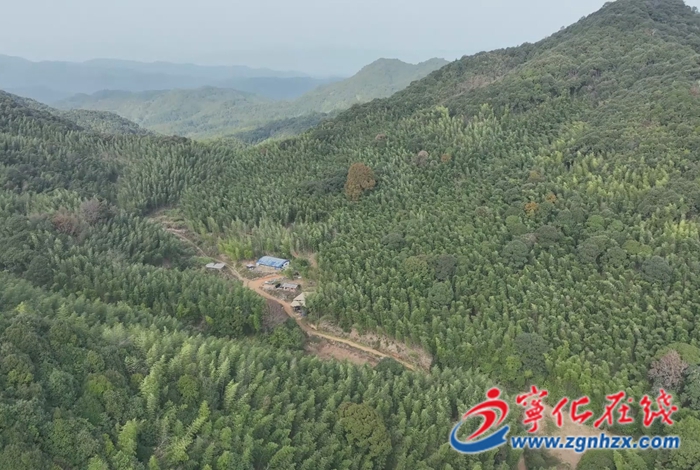 寧化：竹海變身“聚寶盆”