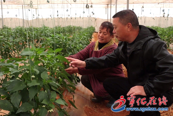 湖村鎮(zhèn)：農技下村 護航大棚蔬菜安全越冬