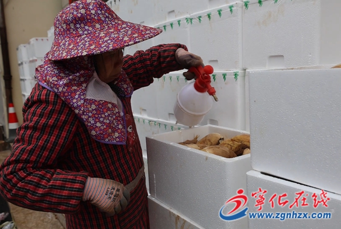 寧化安樂鎮(zhèn)：搭建供銷渠道 冬筍直達(dá)上海
