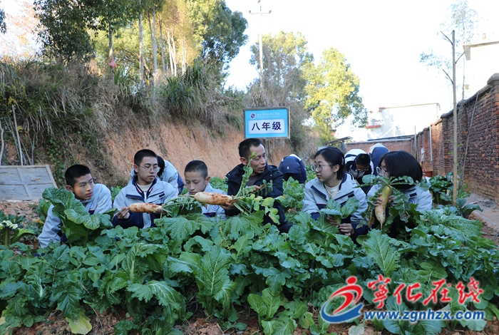 “責(zé)任田”里的“金色課堂”——寧化六中打造綜合育人勞動實踐基地