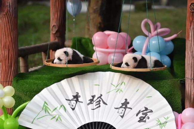 冰墩墩的原型！重慶動(dòng)物園看冰墩墩“重慶分墩”