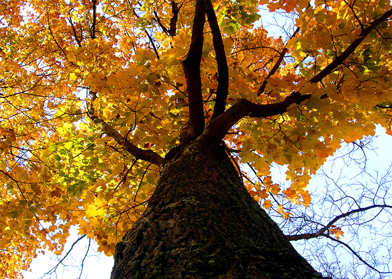 樹木對(duì)木柴的加熱特性常用木柴和樹種加熱能力圖