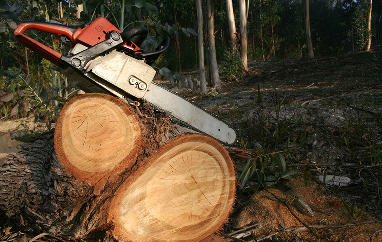 詳細了解幾個世紀以來亞洲的森林砍伐現(xiàn)狀