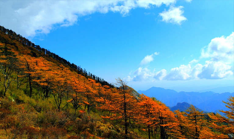 聯(lián)邦和州林業(yè)援助計(jì)劃美國(guó)政府不會(huì)以植樹(shù)成本幫助土地所有者