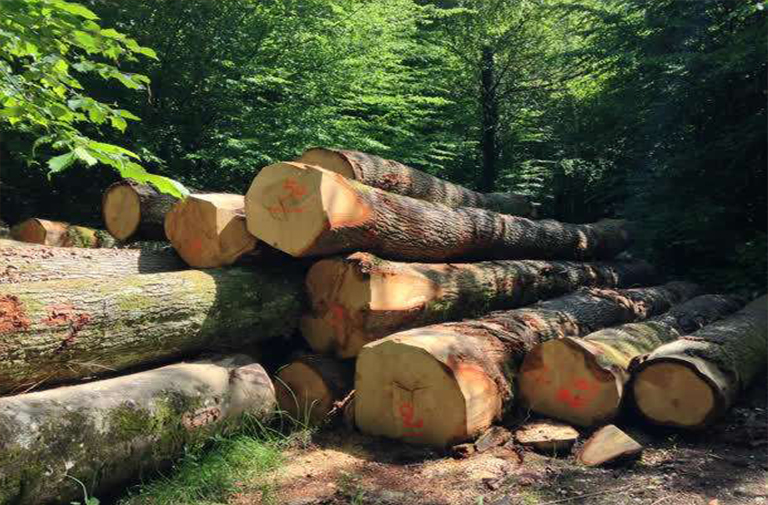 關(guān)于木材巡航點采樣方法詳細(xì)步驟