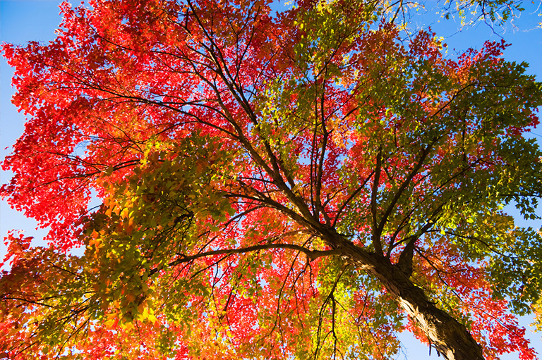 樹枝的解剖-使用樹枝進(jìn)行樹木識(shí)別和命名樹