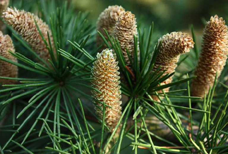 美國的州樹-50個美國和地區(qū)的官方州樹