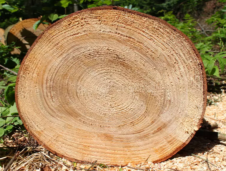 樹(shù)木橫截面的圓盤或曲奇可能是兒童和成年人佳植物教具之一