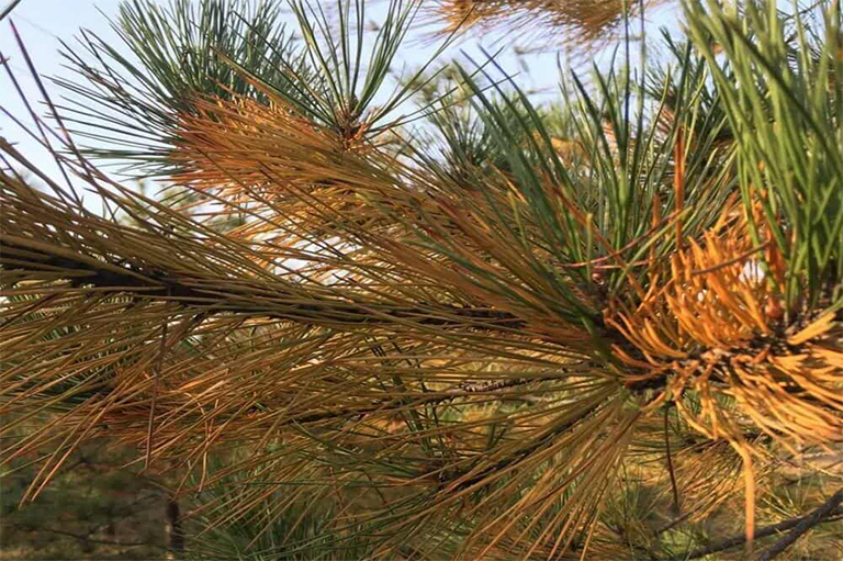 像任何種類的樹一樣針葉樹也易受到多種疾b的破壞-常見針葉樹b的防