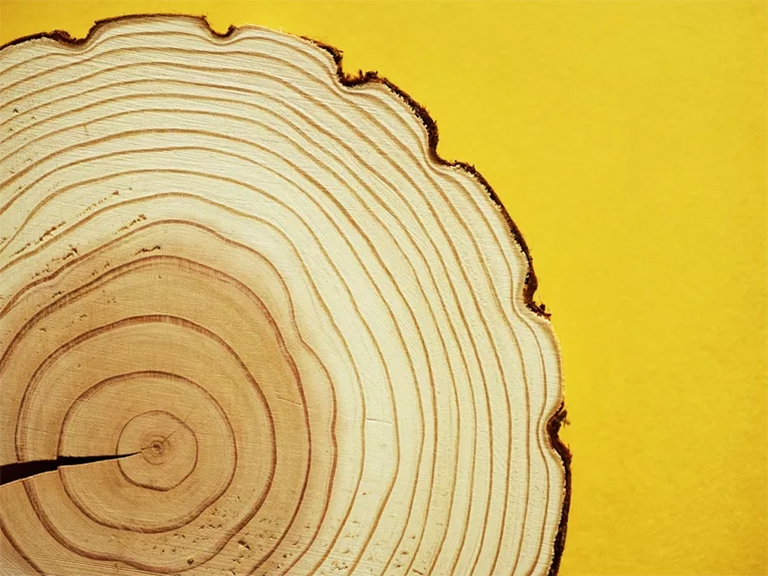 如何做樹形餅干-使用它們來(lái)解鎖樹的過(guò)去