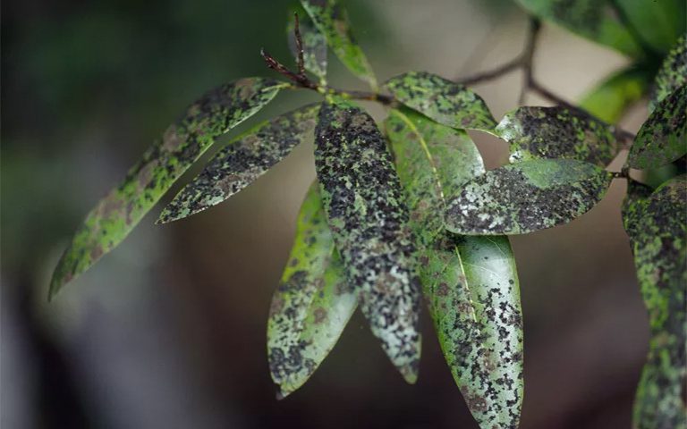 防治黑煙b-雖然很少真正損壞樹但在景觀中看起來(lái)很討厭