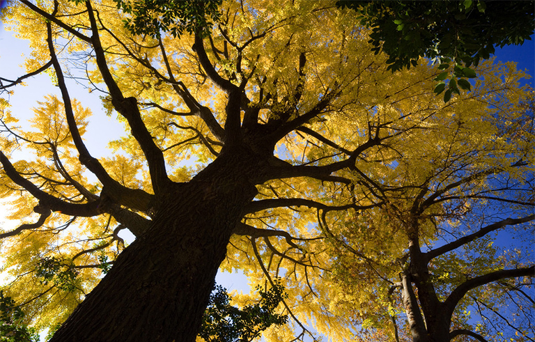 3發(fā)生生長(zhǎng)的樹形結(jié)構(gòu)-所有樹木的大部分由無(wú)生命的組織組成