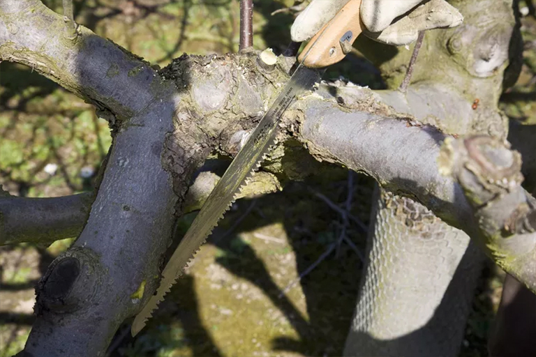常見(jiàn)的硬木樹b預(yù)防和控制-硬木b原菌的主要分類