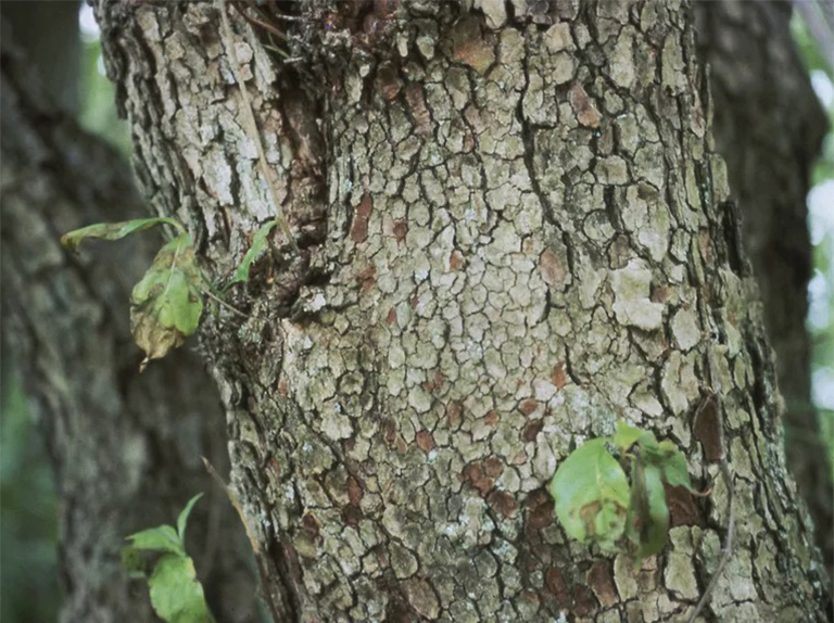 葉斑b的預(yù)防和控制-葉斑是殺手性炭疽b的溫和版本