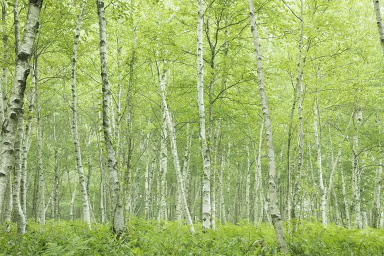 區(qū)分硬木和軟木樹-通常是正確的，但這不是的規(guī)則