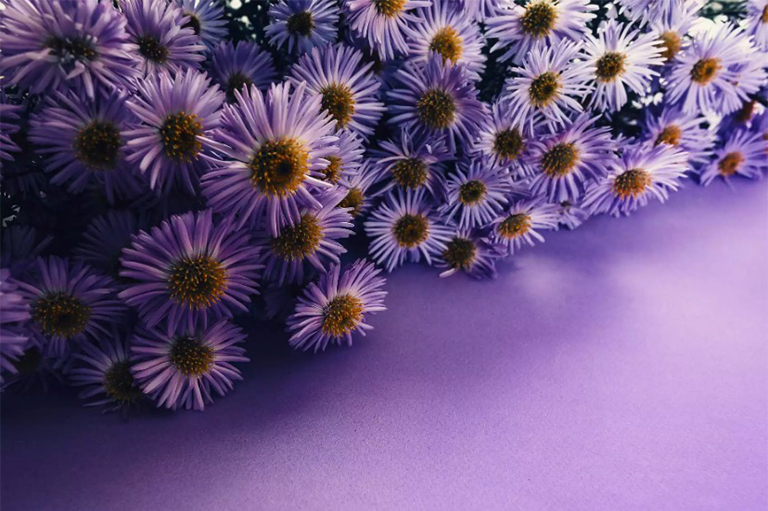 蝴蝶愛(ài)的12種植物-蝴蝶園易于種植的花蜜植物（二）