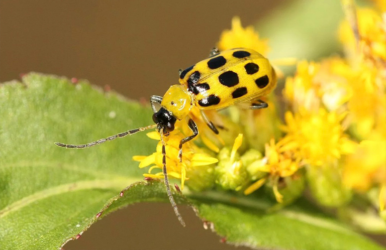 12種糟糕的菜園害蟲(chóng)-不使用化學(xué)藥品即可收回您的花園（二）