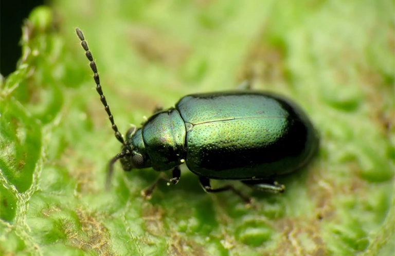 12種糟糕的菜園害蟲(chóng)-不使用化學(xué)藥品即可收回您的花園（三）