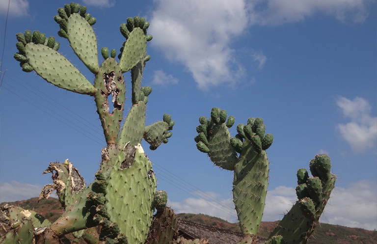 C3，C4和CAM植物對氣候變化的適應(yīng)(二)