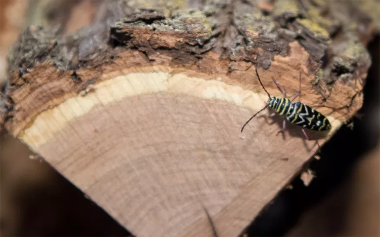 正確收集和存放您的木柴大程度減少蟲(chóng)害