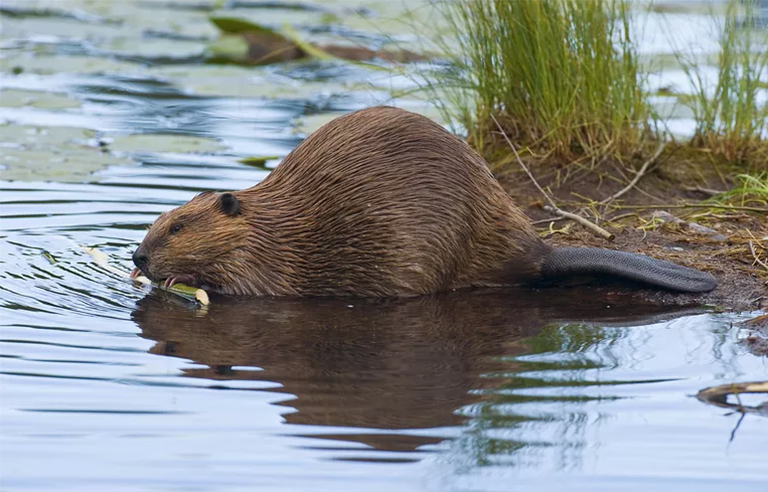 黃石國(guó)家公園的狼和海貍-將兩種動(dòng)物重新引入黃石國(guó)家公園
