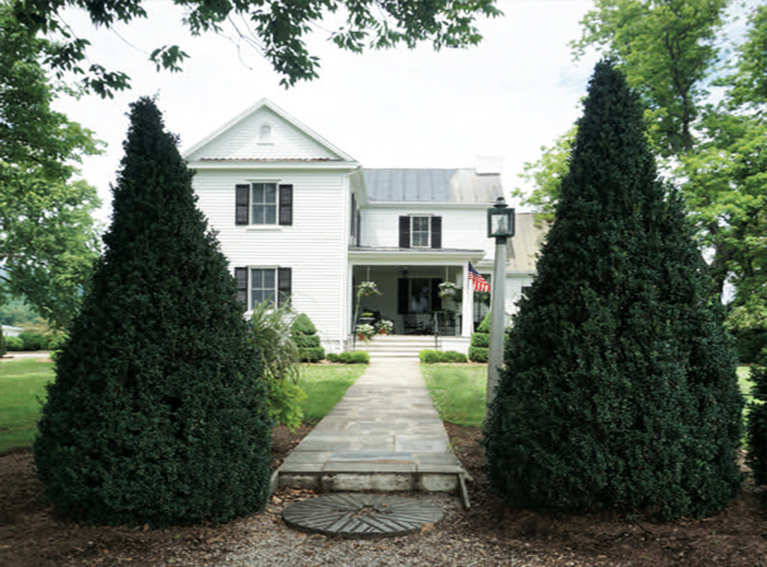 如何識(shí)別黃楊木枯萎b及其處理方法