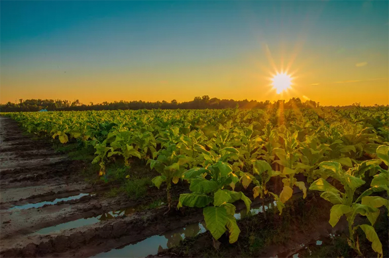 有爭議的煙草廠如何發(fā)展到今天的樣子