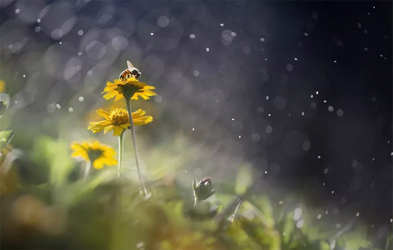 生態(tài)位在生態(tài)生物學中意味著什么