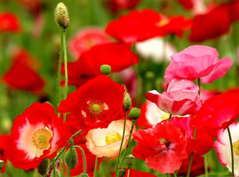 沙漠植物百科全書(shū)-加州罌粟