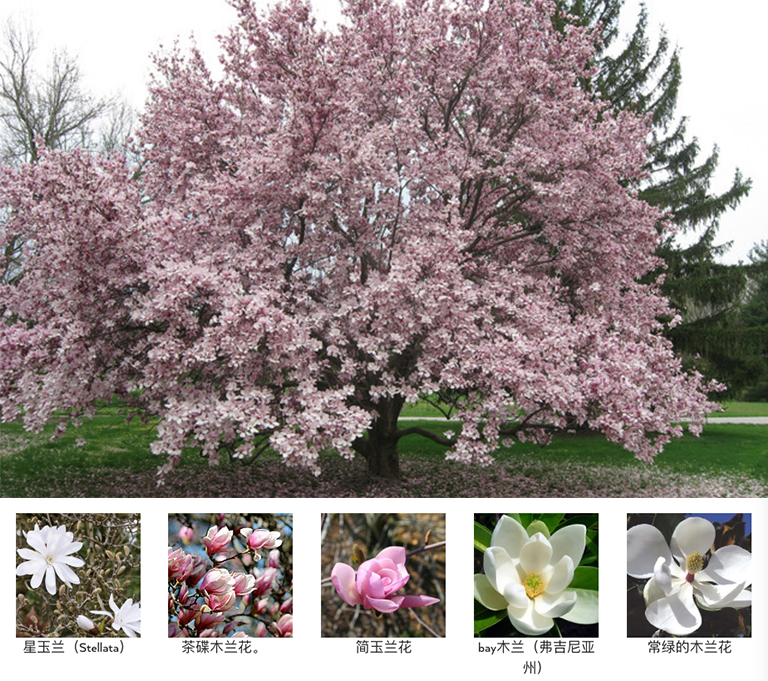 庭院怎么利用開花樹木設(shè)計的漂亮（下）