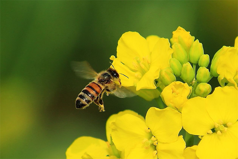 北弗吉尼亞花園昆蟲部分-認(rèn)識(shí)您的昆蟲朋友