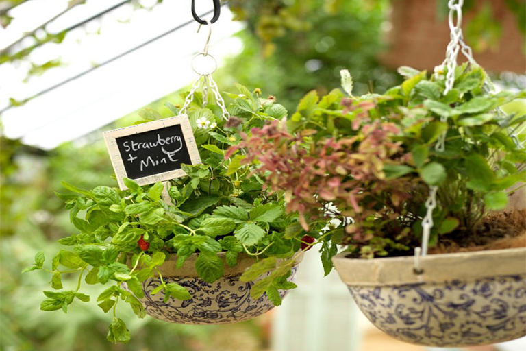 開春在植物花園的工作–準(zhǔn)備蔬菜田，種植吊籃和培育草坪（上）