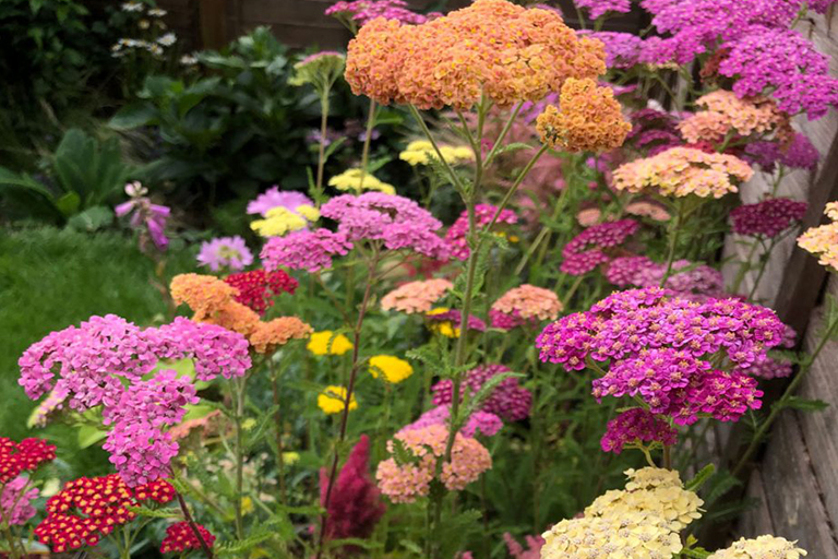 可持續(xù)植物花園–針對您的植物花園空間的環(huán)保理念（上）