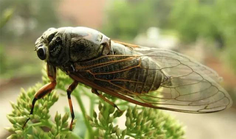 夏天植物花園如何為即將到來的蟬群做準備