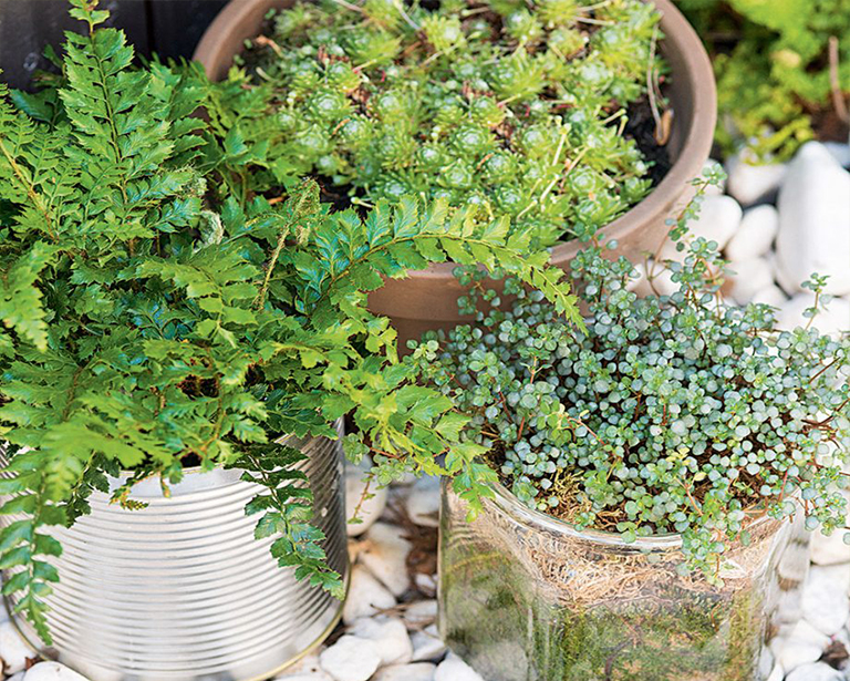 簡單低維護的植物花園創(chuàng)意就可改變您的戶外空間（三）