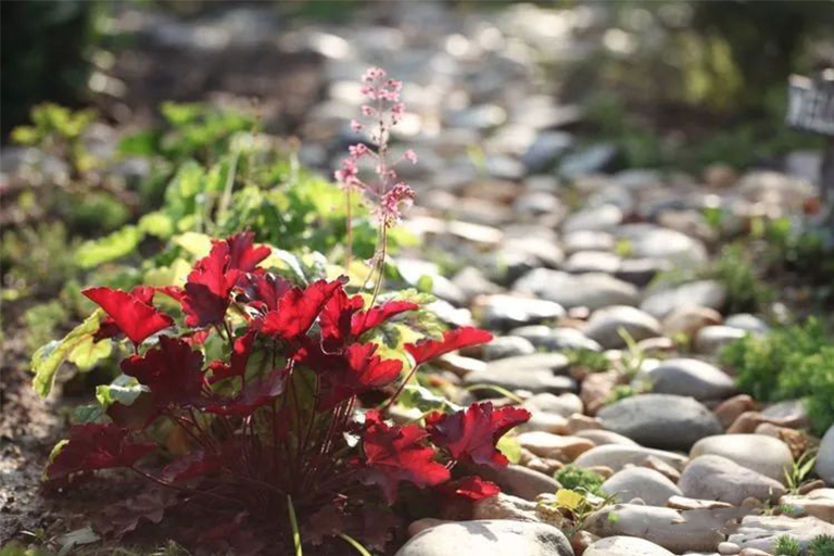 北京廠家關于一月園藝的規(guī)劃指南