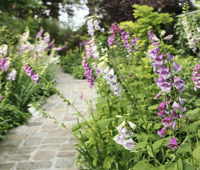 11月在植物花園里要做的工作—播種、設(shè)計(jì)和裝飾（下）