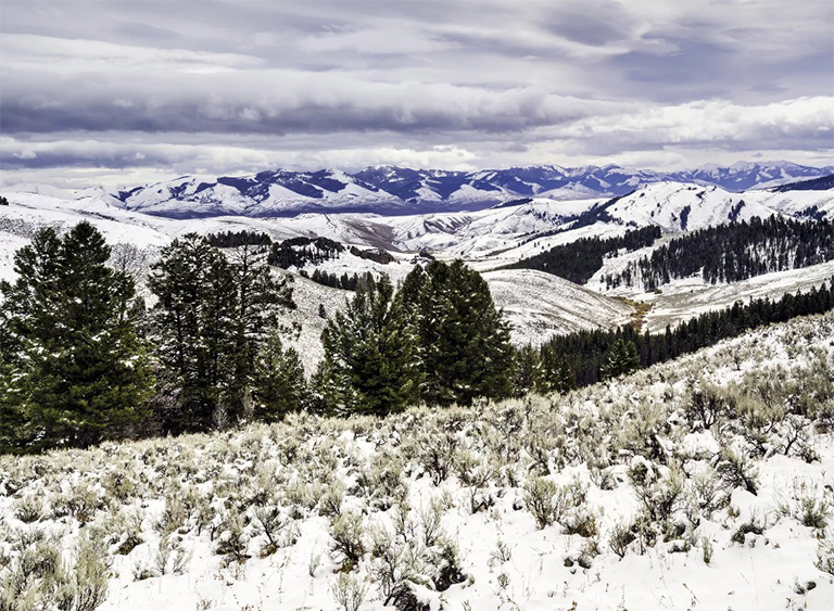 愛(ài)達(dá)荷州鮭魚(yú)Challis國(guó)家森林
