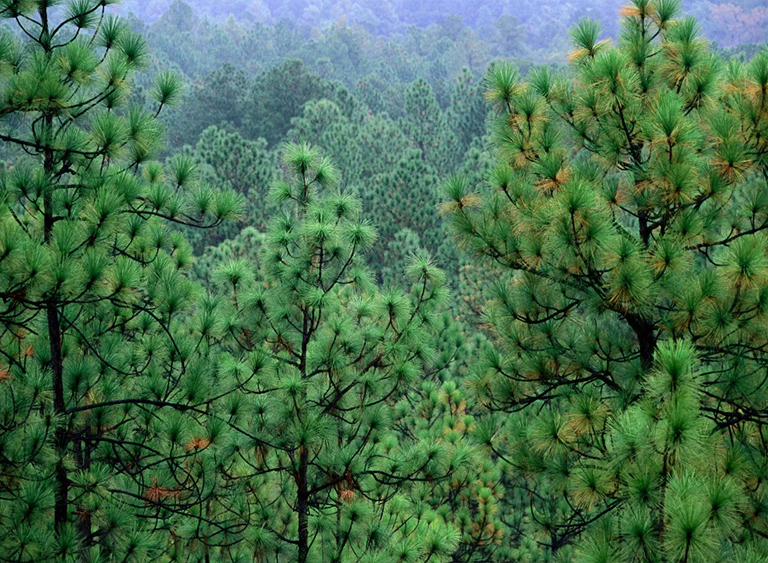 路易斯安那州的基薩奇國(guó)家森林公園