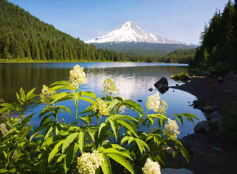 俄勒岡州胡德山國家森林