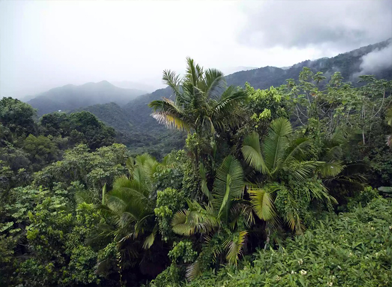 波多黎各的云蓋國家森林公園