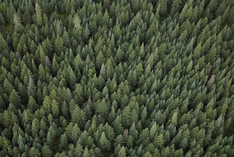 木材旋轉(zhuǎn)期