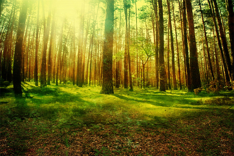 木材旋轉(zhuǎn)期