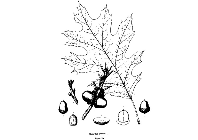 北部紅橡樹(shù)