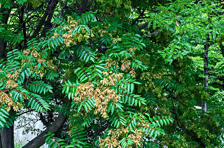 天堂之樹，臭椿或中國漆樹