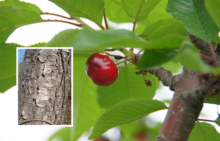 黑櫻桃樹皮