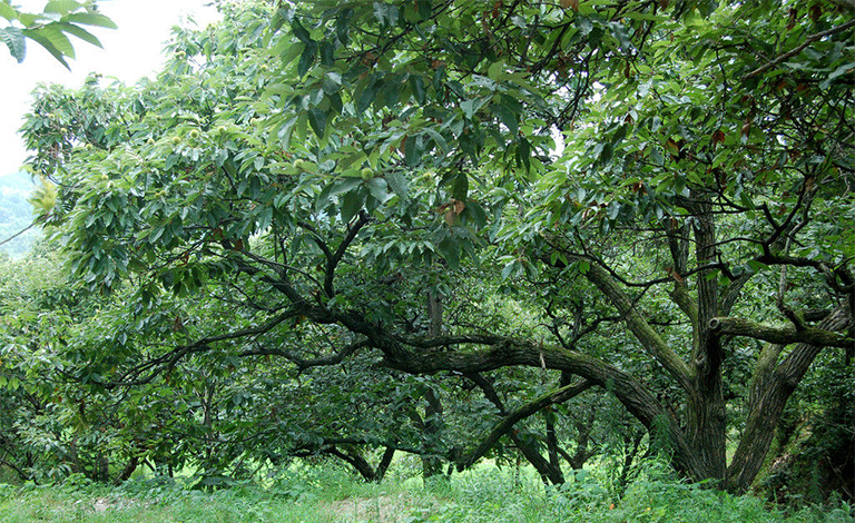 美國(guó)栗子樹(shù)