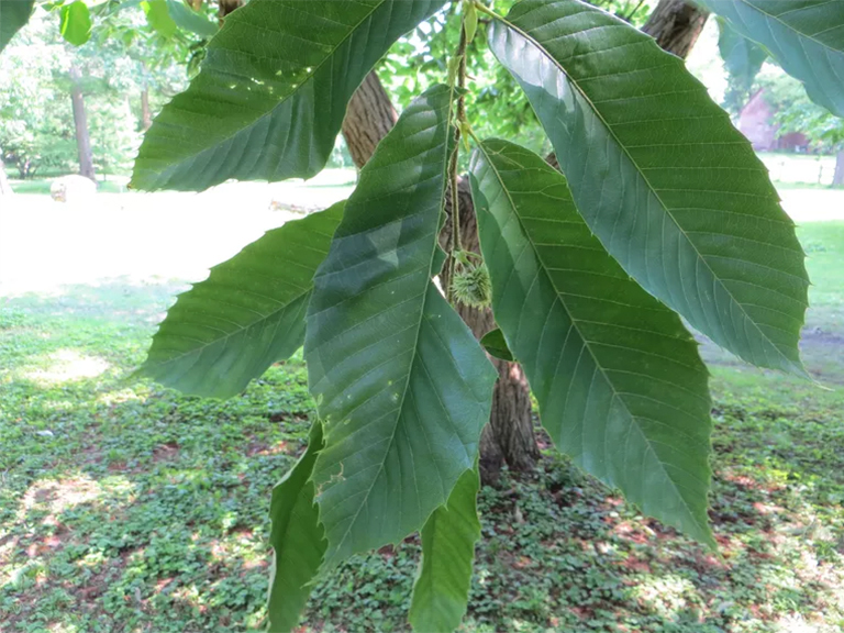 美國(guó)栗子樹(shù)